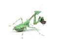 Praying mantis eating a fly isolated on white Royalty Free Stock Photo