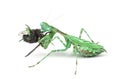 Praying mantis eating a fly isolated on white Royalty Free Stock Photo
