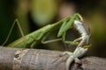 Praying mantis eating lizard - Mantis religiosa