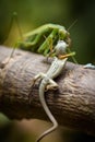 Praying mantis eating lizard - Mantis religiosa