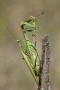 Praying mantis eating and mating Royalty Free Stock Photo