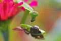 Praying mantis eating a moth