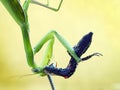 Praying mantis eating a wall lizard