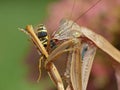 Praying Mantis Eating a Wasp