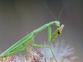 Praying Mantis Eats a Cricket Royalty Free Stock Photo