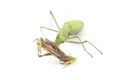 praying mantis eats a grasshopper close-up on a white background. Hunting in the world of insects. Prey for eating insects