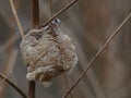 Praying Mantis Egg Case on a Bare Winter Branch Royalty Free Stock Photo
