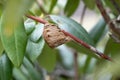 Praying Mantis egg case, Ootheca, attached to a rhododendron branch Royalty Free Stock Photo