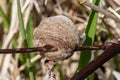 Praying mantis eggs nest or pods Royalty Free Stock Photo