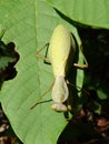 Praying mantis or European mantis on a green leaf