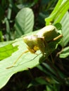 Praying mantis or European mantis on a green leaf