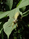 Praying mantis or European mantis on a green leaf