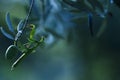 A praying mantis on a olive branch