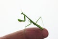 Praying mantis on finger, macro image Royalty Free Stock Photo