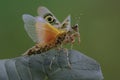 A praying mantis is flapping its wings. Royalty Free Stock Photo