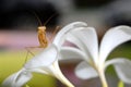 Praying mantis on a flower. Royalty Free Stock Photo