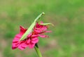 Praying mantis on a flower