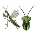 Praying Mantis Fullbody and Close-Up Illustration for Unique Insect Design Royalty Free Stock Photo