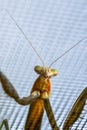 Praying mantis gets a close up while perched on your window screen Royalty Free Stock Photo