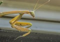 Praying mantis gets a close up while perched on your window screen Royalty Free Stock Photo