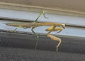 Praying mantis gets a close up while perched on your window screen Royalty Free Stock Photo
