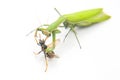 Praying mantis grabbed a wasp for food close-up on a white background. Hunting in the world of insects. Prey for eating insects