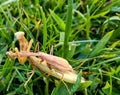 Praying mantis in the grass eating a smaller mantis
