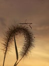 Praying mantis in grass flower silhouette with sunset background Royalty Free Stock Photo