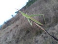 praying mantis on the grass, green grasshopper in grass field, Indian grass field, grasshopper on the dry grass.