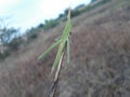 praying mantis on the grass, green grasshopper in grass field, Indian grass field, grasshopper on the dry grass.