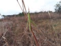 praying mantis on the grass, green grasshopper in grass field, Indian grass field, grasshopper on the dry grass.