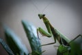 praying mantis green