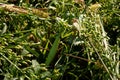 praying mantis in green grass Royalty Free Stock Photo