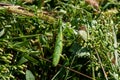praying mantis in green grass Royalty Free Stock Photo