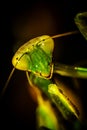 Praying Mantis on the green leaf