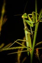 Praying Mantis on the green leaf