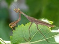praying mantis on green leaf closeup macro Royalty Free Stock Photo