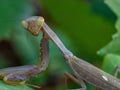 praying mantis on green leaf closeup macro Royalty Free Stock Photo