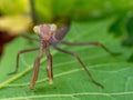praying mantis on green leaf closeup macro Royalty Free Stock Photo