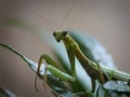 praying mantis green