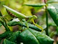 Praying mantis on green rose leaves, close up Royalty Free Stock Photo