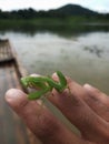 The praying mantis in the hand Royalty Free Stock Photo