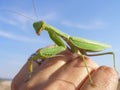 Praying mantis in the hand on sky background Royalty Free Stock Photo