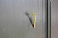 Hanging in there, praying mantis