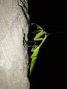 praying mantis hanging on the wall Royalty Free Stock Photo
