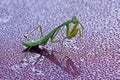 A praying mantis of the Hierodula quinquepatellata type is walking on dew drops. Royalty Free Stock Photo