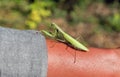 A praying mantis on human hand closeup Royalty Free Stock Photo