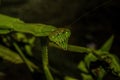 Praying mantis Royalty Free Stock Photo