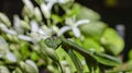 Praying mantis Royalty Free Stock Photo