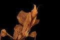 A praying mantis Idolomantis diabolica is looking for prey on a wild plant.